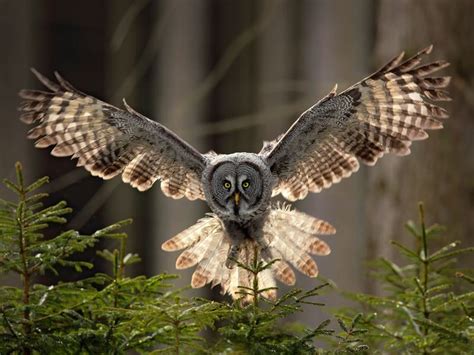 How Big Are Great Grey Owls? (Wingspan + Size) | Birdfact