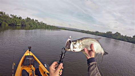 Pescaria De Baby Tarpon Youtube