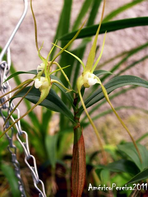 Orquídeas Soltas Dendrobium Tetragonum Var Hayesianum