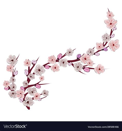 Chinese pink on white background cherry blossom Vector Image