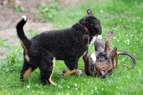 Hundesteuer Neue Regel für Besitzer Knallharte Geschäfte DerWesten de