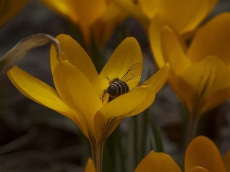 Crocus Bee Pollination Free Photo On Pixabay Pixabay