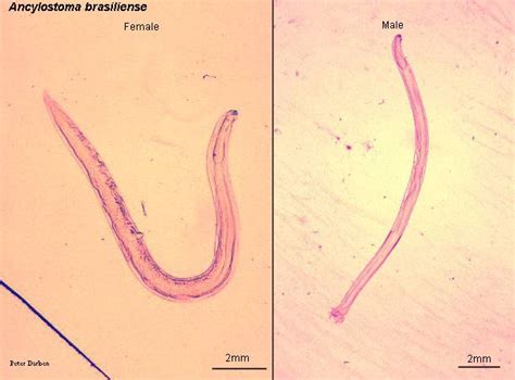 Ancylostoma