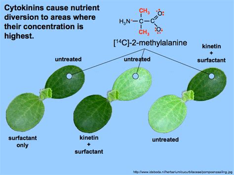 Cytokinin Alchetron The Free Social Encyclopedia