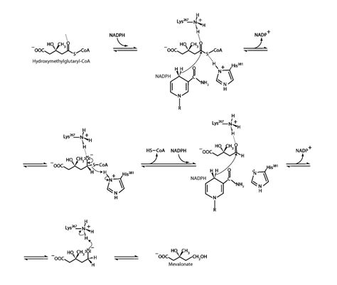 HMG CoA Reductase - Integrated MCAT Course