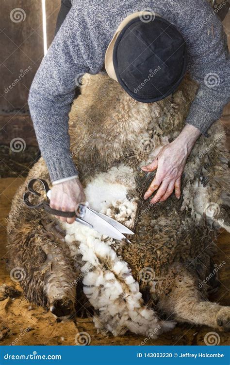 Venerable Sheep Shearer Using Hand Tools in a Connecticut Barn Stock ...