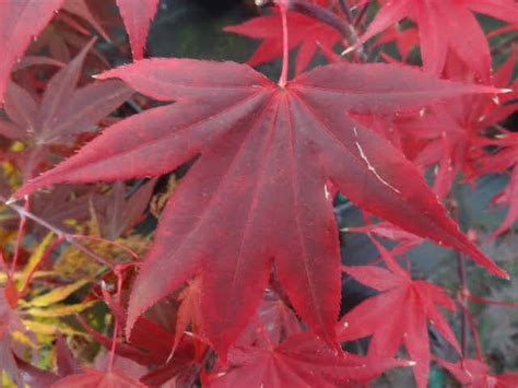 Buy Acer Palmatum Emperor 1 Red Japanese Maple Mr Maple │ Buy Japanese Maple Trees