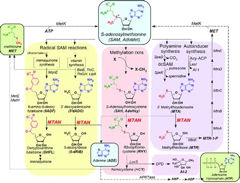 Bacterial Metabolic Pathways Showing The Involvement Of Mtasah