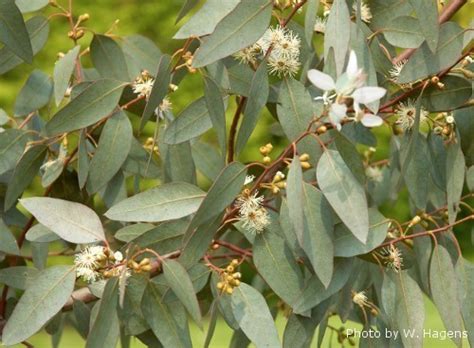 Eucalyptus Gunnii Cider Gum Tree Trees Trees Buckingham