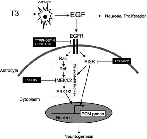 Schematic Representation Outlining The Roles Of MAPK And PI3K Pathways