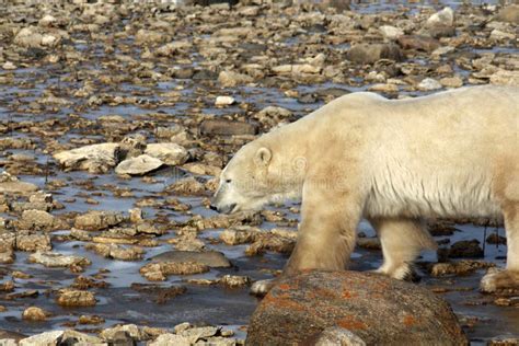 Polar Bear on the Tundra of Hudson Bay, Canada Stock Image - Image of ...