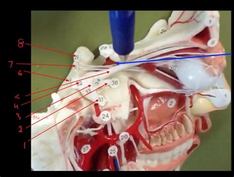 Pns Lab More Sagittal Head And Neck Nerves Flashcards Quizlet