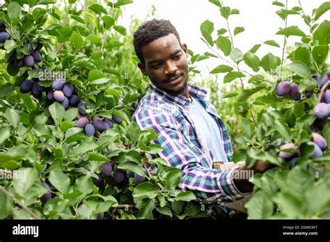 African Plum Tree Hi Res Stock Photography And Images Alamy