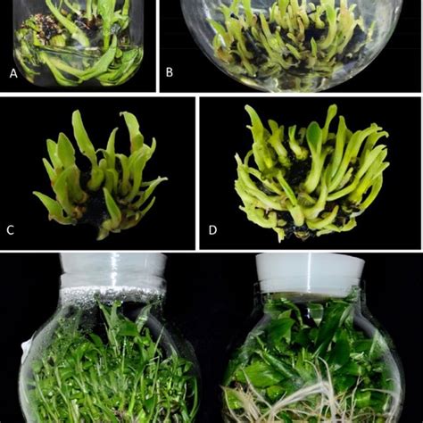 Micropropagation Of Banana Cv Rasthali In Temporary Immersion