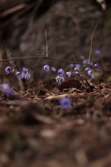 Violet Flowers Nature Free Photo On Pixabay Pixabay