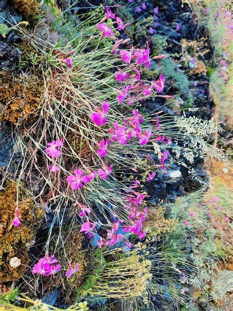 Pfingstnelke Pfingst Nelke Dianthus Gratianopolitanus C Flickr