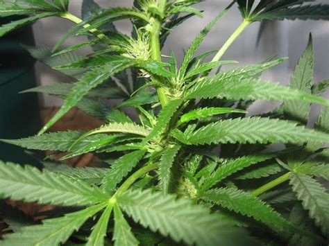 Flowering Stage In Cannabis Plants A Guide For Beginners 2024