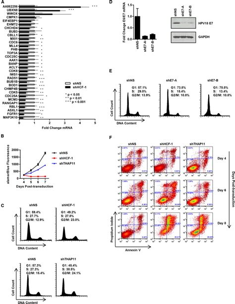 Thap Znf Hcf Dependent Gene Expression Contributes To Cell