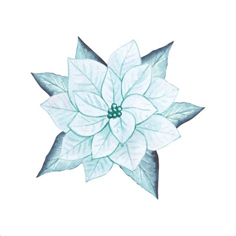 Watercolor poinsettia isolated 13369589 Vector Art at Vecteezy