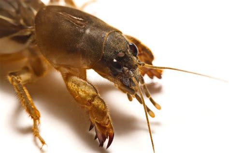 Grillo De Topo Gryllotalpidae Aislado En El Fondo Blanco Foto De