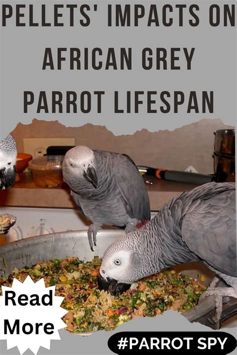 two grey parrots eating food out of a metal pan with the caption reads ...