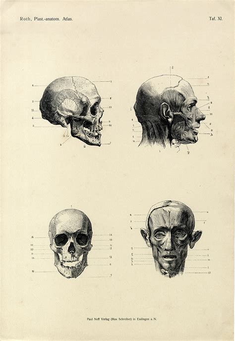 Research Of Artistic Anatomy Christoph Roth Plastisch Anatomischer