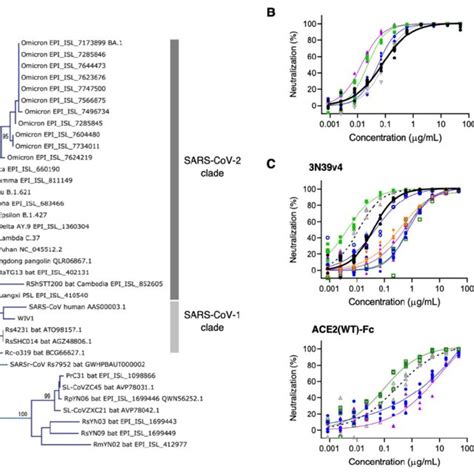 Neutralization Assay For Engineered ACE2 With Pseudoviruses Expressing