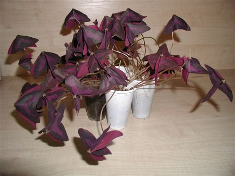 Цветок Кислица Фото Домашняя — Mixyfotos.ru