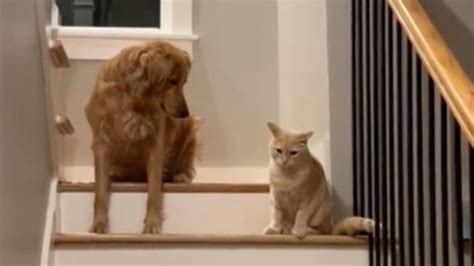 Vidéo Le chien tente de jouer avec le chat mais la réaction de ce