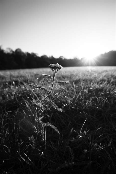 White and Black Photo of Grass · Free Stock Photo