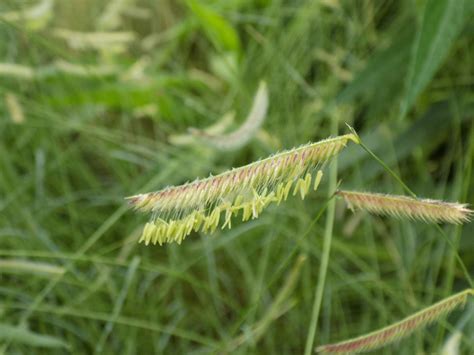 Common Blue Grama Grass | Plant Addicts