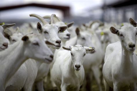 La Caprinocultura Mexicana Secretar A De Agricultura Ganader A