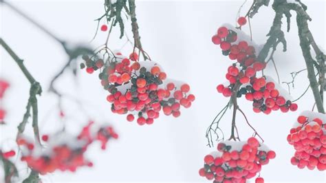 Premium Photo Ash Berry In Winter On Natural Background Red Bunches