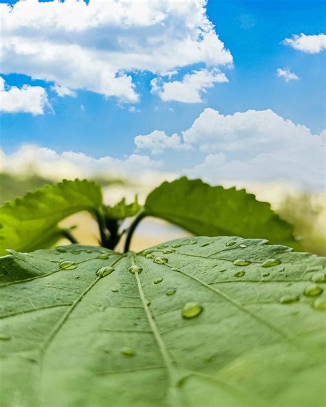 Water Droplets On Leaf And Sky Pixahive