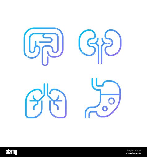 Human Organs Pixel Perfect Gradient Linear Vector Icons Set Stock