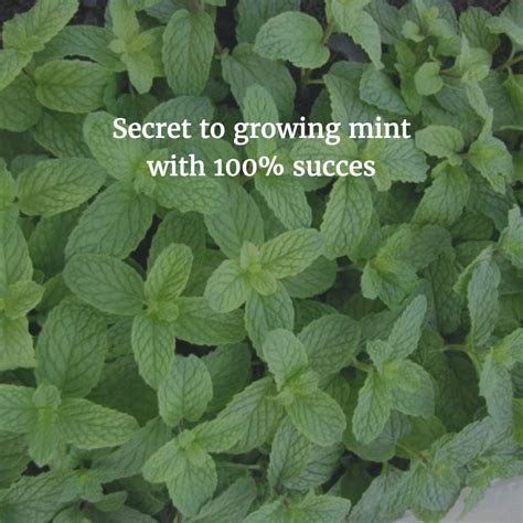 How To Grow Mint From Cuttings Geekgardener