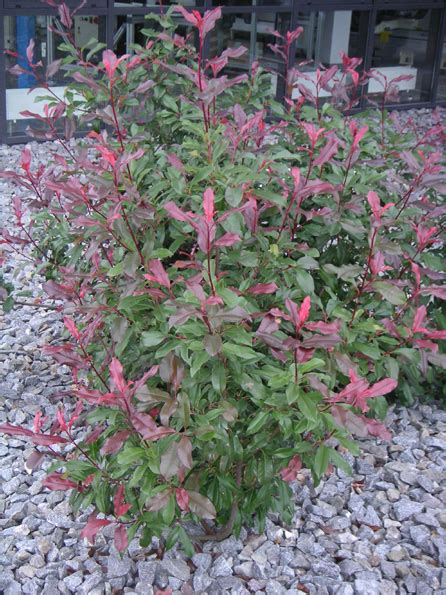 Photinia Villosa