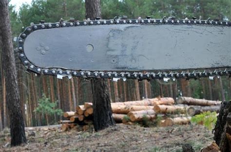 У країни ЄС вивезено 660 тис. тонн української деревини - ГФС - ZN.ua