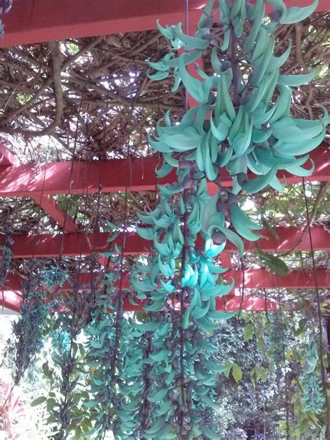 Jade Vine At Cairns Botanic Gardens August 2014 Botanical Gardens