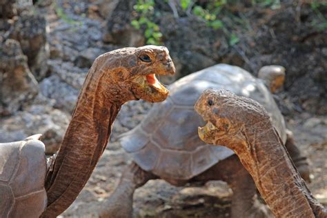 Flora Y Fauna De Las Islas Galapagos