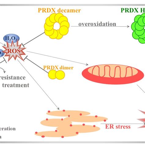 Functions Of Proxiredoxins Prdxs In The Cell Increased Level Of Ros