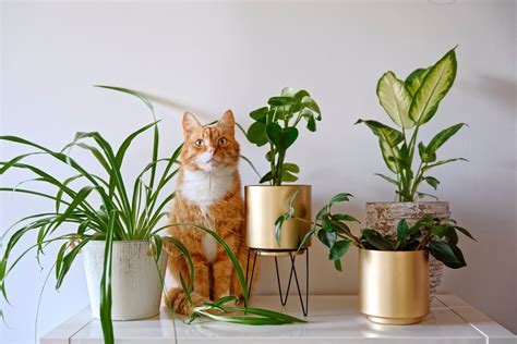 Les Plantes Sans Danger Pour Votre Chat Absolument Chats Plante