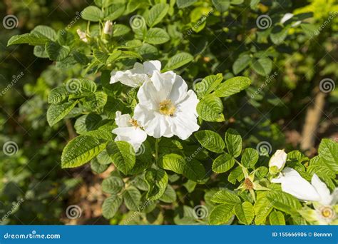 Wild White Rose, Rosa Rugosa Alba Plena Flower Stock Photo - Image of ...