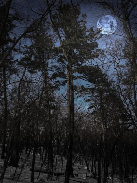 Spooky Forest with Full Moon Stock Image - Image of creepy, moon: 133834681