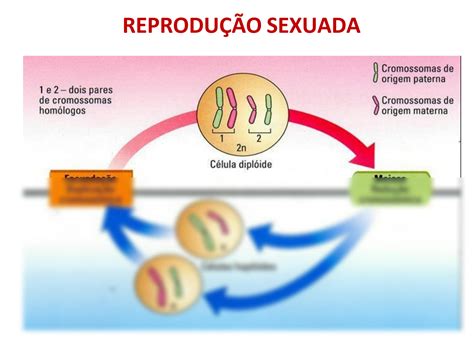 Solution Ciclo Celular E Mitose Studypool