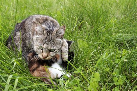 Loving Cat Mother And Kitten Mom Cat Protects Her Kitten Hugging Her