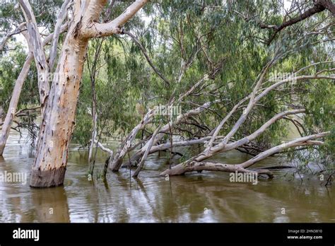 Darling River in flood after drought breaking rain in outback New South ...