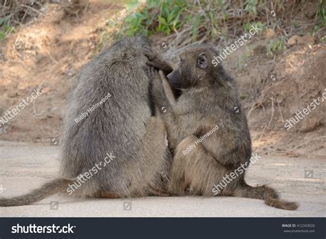 21 Baboon Social Structure Images, Stock Photos & Vectors | Shutterstock