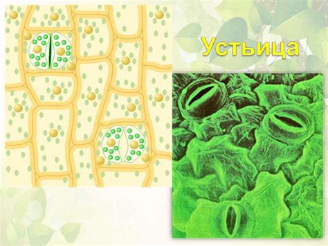 Дыхание растений - online presentation