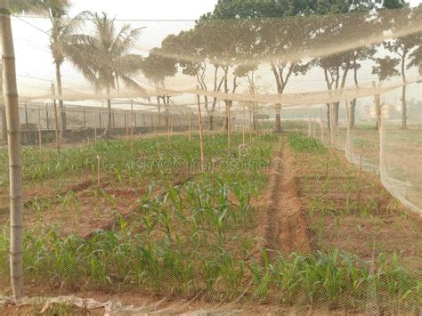 Maize Tree on Farm for Harvest Stock Image - Image of grow, profession ...